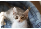 Нежный котенок Степушка в добрые руки