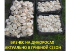 Бизнес на дикоросах